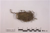 藏品(刺葉護蒴蘚)的圖片